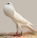 Pomeranian Pouter Pigeons