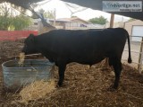 Angus Bull For Sale