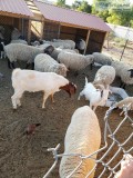 Sheep and goats