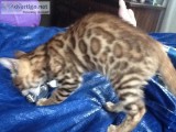 Beautiful 8 week old Bengal kitten