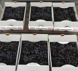 Concord Grapes Are Ripe and Ready