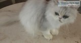 Pretty retired Persian