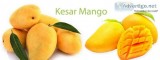 Kesar Mango Exporters