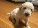 Goldendoodle puppy