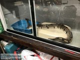 Ball python and large vision cage