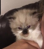 Purebred Ragdoll kittens. Kid friendly