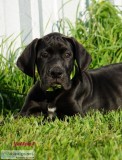 Female Great Dane 