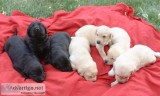 AKC Lab Pups from Championship Lines