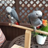 Handreared African Grey