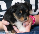 Toy Aussie Pups