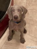 Weimaraner