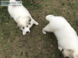 Great Pyrenees