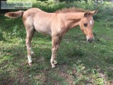 Weanling colt