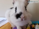 10 week old lion head bunny