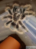 Brachypelma albopilosum (Curly Hair tarantula)