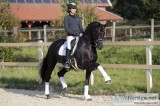 Beautiful black 10 yo all-rounder Hanoverian gelding for sale