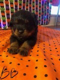 AKC Rottweiler Puppies