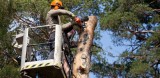 Need Tree Removal in Richmond Hill 