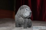 AKC Blue and Chocolate Chinese Shar-Pei