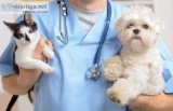 Emergency Vets in Scarborough  Reliable Animal Hospital
