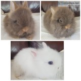 3 Beautiful Lionhead Bunnies