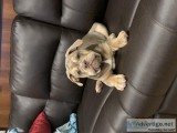 Olde English bulldogge puppy