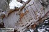 Is Your Tree Losing Bark Signs if a Tree is Sick or Dying 