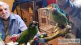 Talking Hahns Macaw Parrots -4-Rehoming