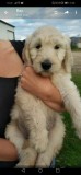 10 week old golden doodle