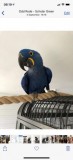 Nappy Hyacinth Macaw Male Really Tame.