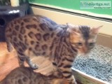 Beautiful Bengal Kittens for sale