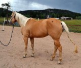 Paint gelding for sale