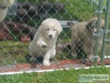 Great Pyrenees Puppies