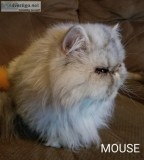 PERSIAN ADULT SILVER PATCHED TABBY