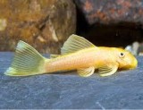 Tropical fish L144 Lemon bristlenose pleco s