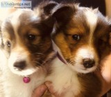 AKC Sheltie puppies for sale 2 Females