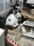 Kittens Ace and Luffy need Homes