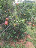 farms polts in kadthal on srishailamhighway