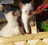 AppleHead Siamese kittens