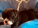 Old English Bulldog Puppies | Bulldog Puppy in Minneapolis ...