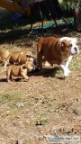 Olde English bulldogge puppies registered 509-671-7273