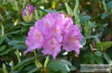 Large Rhododendron