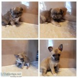 PomChi puppies