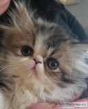 Bi color Persian kittens