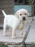 Gorgeous aKc Reg YellowChocolate Labrador Puppies