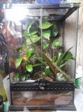 White s Tree Frog with Bioactive Enclosure