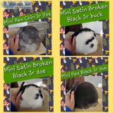 Mini Rex and Mini Satin Pedigreed Rabbits