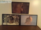 Wolfs Pictures (3) - Laminated Frameworks Nature Art