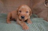 AKC Golden Retriever Puppies