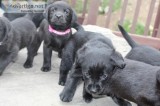 AKC registered dark chocolate English lab puppies